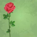 Vintage floral green background with flower rose Royalty Free Stock Photo