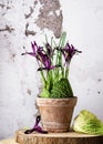 Vintage floristic arrangement with purple iris flowers and green savoy cabbage leaves in old terracotta pot.