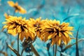 Blossoming Black-eyed Susan flowers in a garden Royalty Free Stock Photo