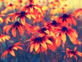 Vintage Black-Eyed Susan flower background Royalty Free Stock Photo