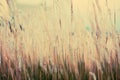 Vintage flower grass background