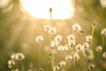 Vintage flower grass in relax morning time Royalty Free Stock Photo