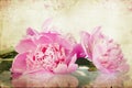 Vintage flower (peony)