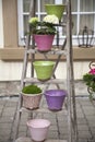 Vintage flower pots decorated on old wooden ladder Royalty Free Stock Photo