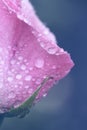 Vintage Flower rose with drops of water, close up detail