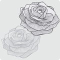 Vintage Flower Rose, Hand-drawing. Vector Illustration.