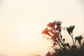 Vintage flower silhouette on sunset or sunrise nature