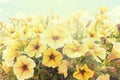 Vintage flowering yellow Petunia flowers in the garden Royalty Free Stock Photo