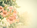 Vintage flowers