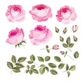 Vintage roses set. Royalty Free Stock Photo