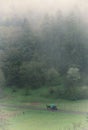 Vintage foggy landscape, forest with clouds