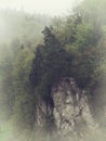 Vintage foggy landscape, forest with clouds