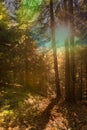 Vintage forest background texture Royalty Free Stock Photo