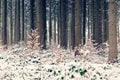 Vintage Forest with snowy plants