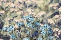 Vintage Forget-me-not Flower Background Royalty Free Stock Photo