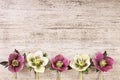 Vintage frame background with spring flowers in pastel color Royalty Free Stock Photo