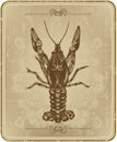 Vintage frame with crayfish, hand drawing