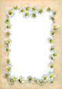 Vintage frame with daisies Royalty Free Stock Photo