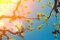 Fig tree in spring against the blue sky