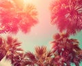 Vintage frame with tropic palm trees Royalty Free Stock Photo