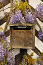 Vintage French Mailbox with Wisteria Royalty Free Stock Photo