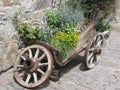 Vintage garden barrow with wild flowers and herbs . Fie allo Sciliar, South Tyrol, Italy