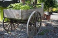 Vintage Garden Cart Royalty Free Stock Photo