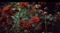 Vintage Garden Marigolds flowers in Soft Focus