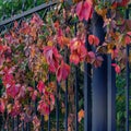 Vintage Garden Metal Fence Covered With Autumn Bright Red-yellow And Green Ivy. Fall Background, Bright Colorful Autumnal Foliage
