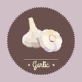 Vintage garlic illustration