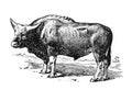 Vintage Gayal bull hand drawn / Antique engraved illustration from from La Rousse XX Sciele
