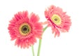 Vintage gerbera flowers isolated on white background