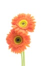 Vintage gerbera flowers isolated on white background