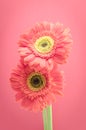 Vintage gerbera flowers on pink background