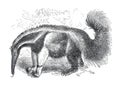 Vintage the giant anteater Myrmecophaga tridactyla also known as an ant bear. wild animal. hand drawn illustration of anteater