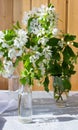 Glass bottle with blossoming branches of cherry, apple tree Royalty Free Stock Photo