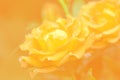 Vintage golden colored rose flower Royalty Free Stock Photo