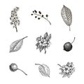 Vintage graphic Vector leaves, flowers and fruits of the wild pear, bird-cherry and crab. Greeting card. Royalty Free Stock Photo