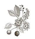 Vintage graphic Vector leaves, flowers and fruits of the wild pear, bird-cherry and crab. Greeting card. Royalty Free Stock Photo