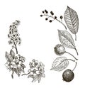 Vintage graphic Vector leaves, flowers and fruits of the wild pear, bird-cherry and crab. Greeting card. Royalty Free Stock Photo