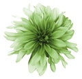 Vintage green dahlia flower white background isolated with clipping path. Closeup. For design. Royalty Free Stock Photo