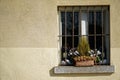 Vintage grill window and dry flower in flowerpot on window sill, sunny day, italy style Royalty Free Stock Photo