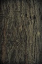 Vintage grunge wood bark texture,surface background Royalty Free Stock Photo