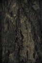 Vintage grunge wood bark texture,surface background Royalty Free Stock Photo