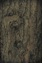 Vintage grunge wood bark texture,surface background