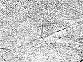 Vintage grunge wood cut texture with natural cracks and circles. Organic monochrome background of an old sawn tree. Unique pattern