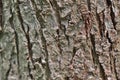 Vintage Grungy old tree bark texture background Royalty Free Stock Photo