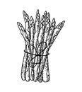 Vintage hand drawn engraved drawing of asparagus Royalty Free Stock Photo