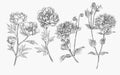 Vintage detailed hand drawn flower line art illustration collection set