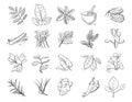 Vintage hand drawn herbs and spices, sketch drawing plants vector collection